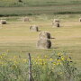 Hay produced on irrigated grass and subirrigated meadows can be a potential supplementation source throughout Nebraska. 