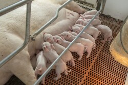 Piglets nursing