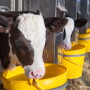 Holsten Dairy Calf