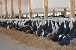 Dairy cows