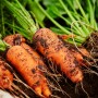 Carrots in ground