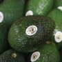 “Growing conditions have been wonderful” for the California avocado crop from Del Rey Avocado Co. Inc., says partner Bob Lucy