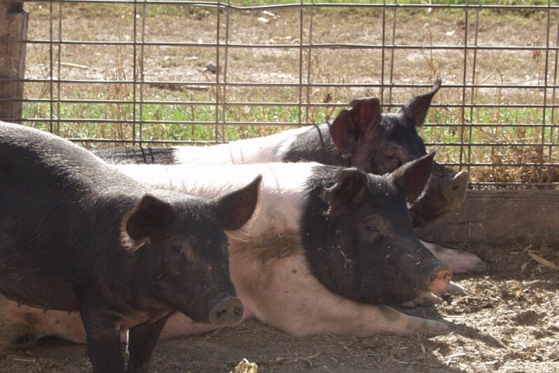 Outdoor pigs