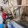 Put Labor Efficiency at the Forefront of Milking Equipment Upgrades