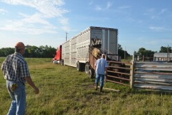 BT_Loading_Cattle_Trailer