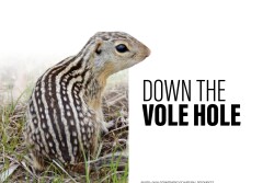 Down the Vole Hole