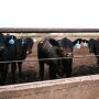 Revised Calf Photo USE_0.jpg