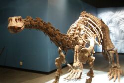 Ultrasaurus