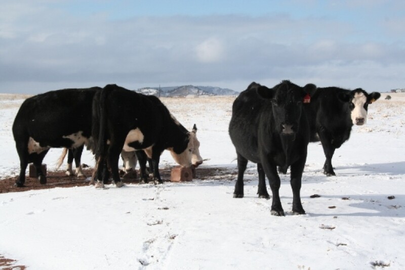 Year-around mineral supplementation takes diligence, but can pay off in reproduction, health and performance.