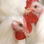 Broilers 3