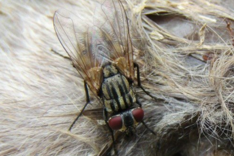 Stable flies produce painful bites that cause stress to livestock that in turn leads to economic losses.