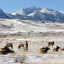 Yellowstone_National_Park_Elk