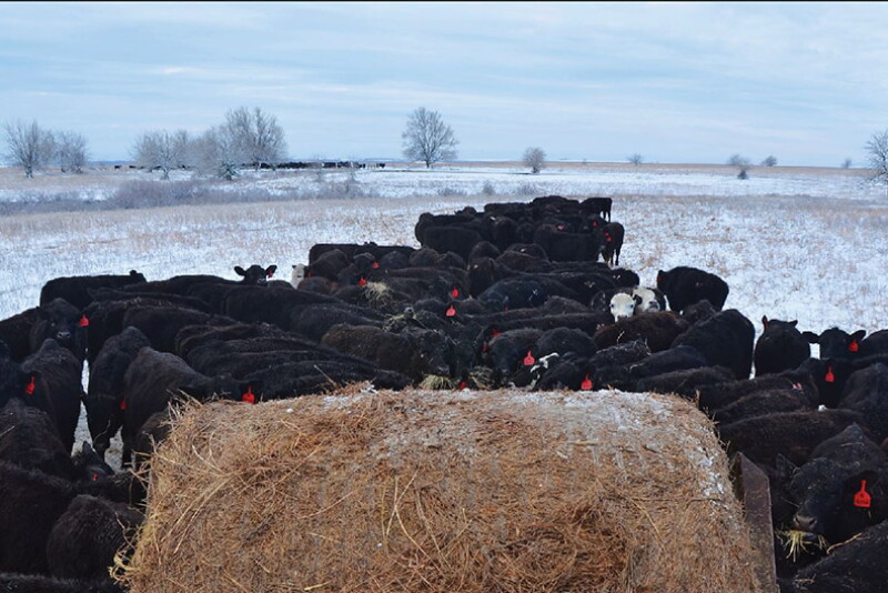 Angus cows at hay bale BT