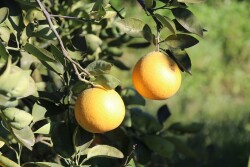 DLF Grapefruit