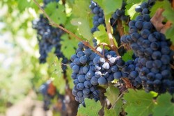 Grapes By Jill Wellington  Source pixabay