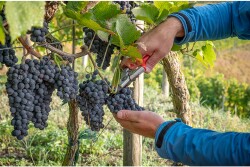 Grapes being cut