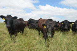 USDA's mid-year inventory totals suggest that the U.S. cattle herd has reached a plateau.