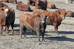 Nebraska feedlot
