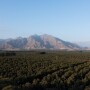 Viru avocado groves in Peru