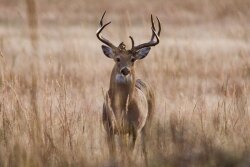 White Tailed deer