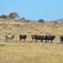 Drought cows