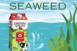 Seaweed Organic Valley