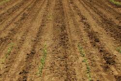 Manage your time, weeds and previous stands to maximize yields