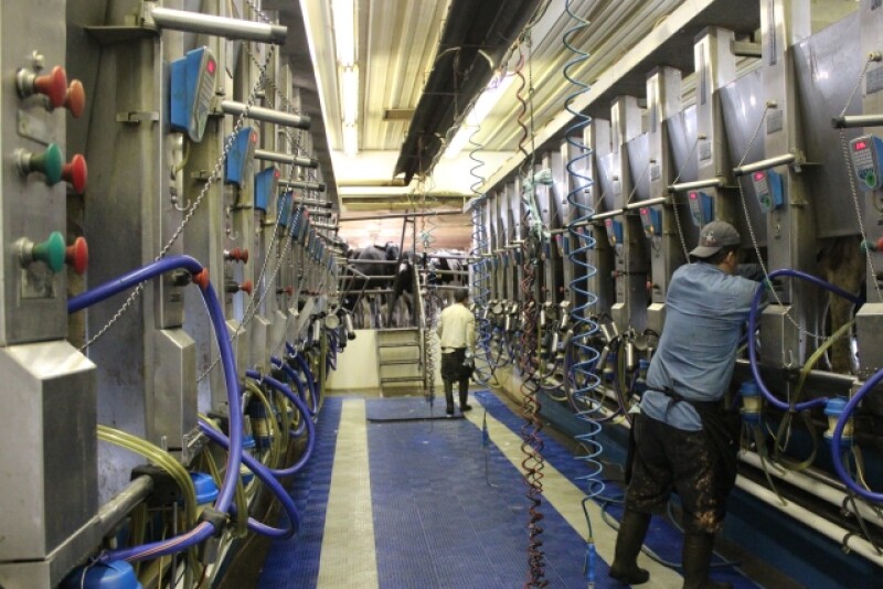DT_Dairy_Parlor_Milkers