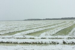 Harvesting with snow is wetter and trickier. Slow down and adjust combine settings to maximize grain gathering.