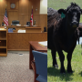 Cattle and Courtroom