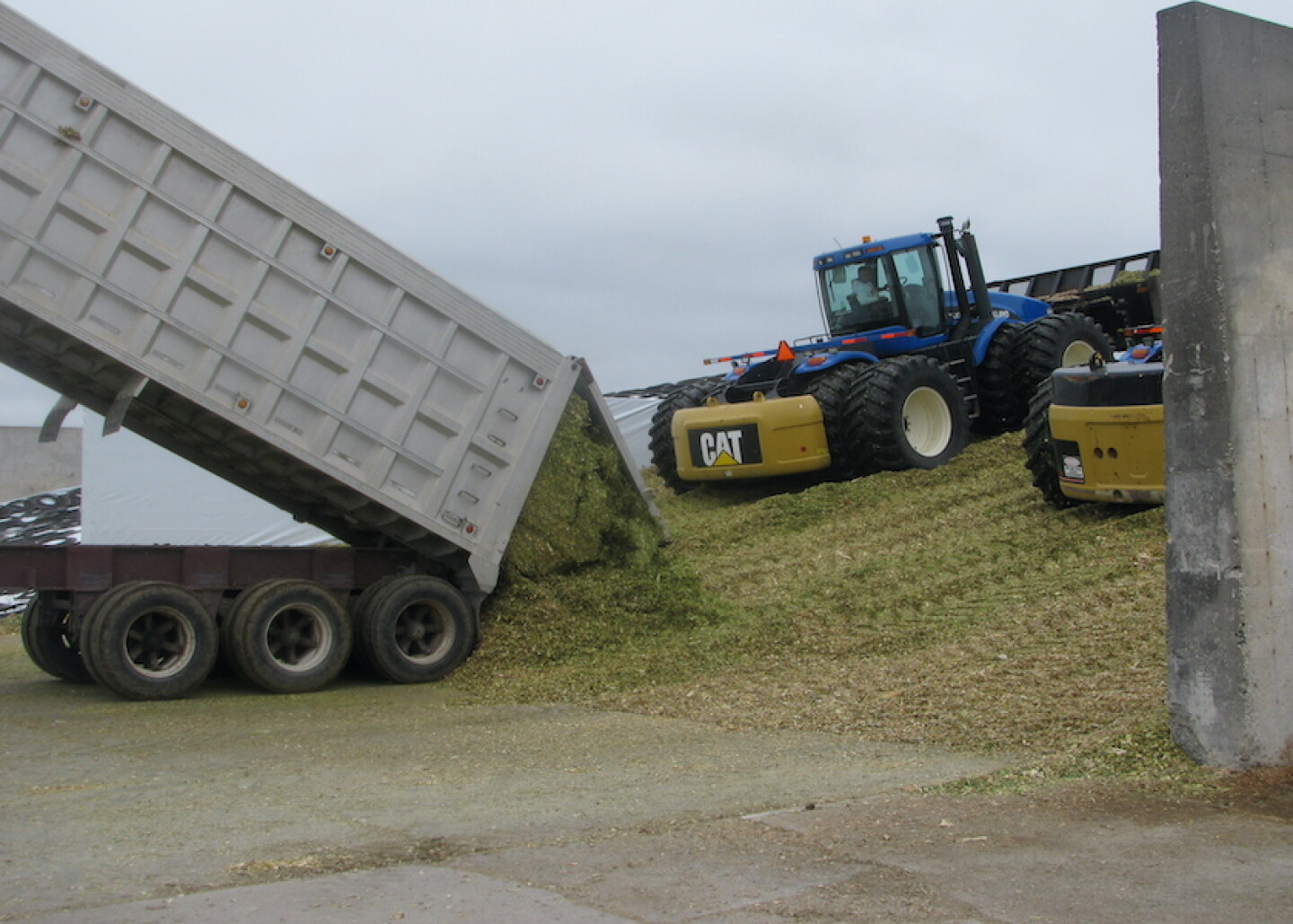 Corn Silage