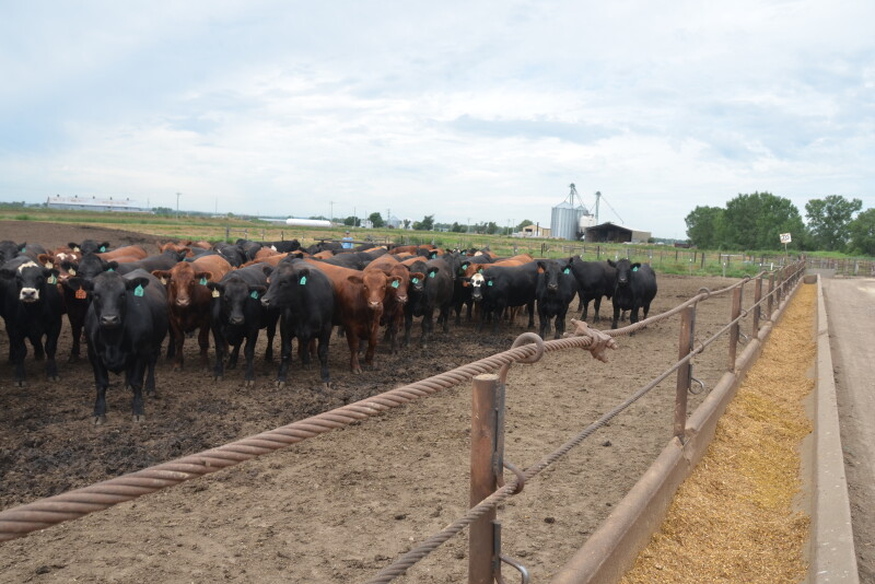 Given the significant decrease in plantings and the percentage of corn that has been planted late, corn price may continue to increase.