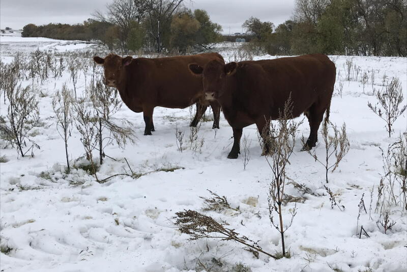 Cold Co Farm Managing Cows in Severe Cold Weather - Drovers