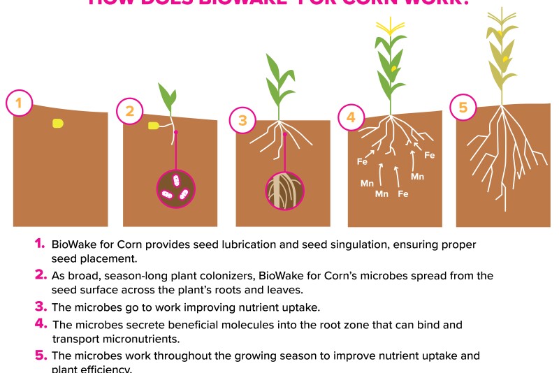 In the soy-based carrier is a microbe, which colonizes once it’s delivered in the soil. BioWake is a dry product and is stable on the seed for 180 days. Application rate is ½ ounce per unit of seed for both corn and soybeans. 