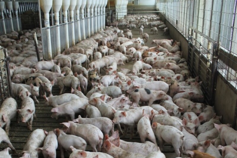 Hogs_Pigs_Grower.JPG