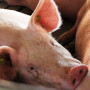 market_hogs_(25)