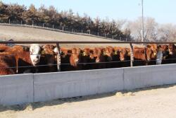 Preconditioning programs can vary greatly from one operation to another but share the common goal of preparing calves for the next phase of production. 