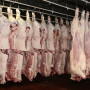 Beef carcasses