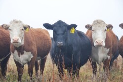 It's important to avoid condition loss between calving and breeding season.