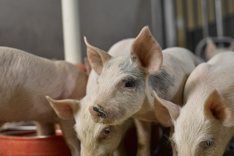Respect PEDV's ability to contaminate the environment. Nothing should enter the farm without being disinfected and given downtime. Set up rules for this and enforce them.