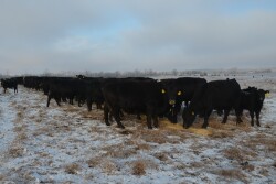 Winter forages should be tested.
