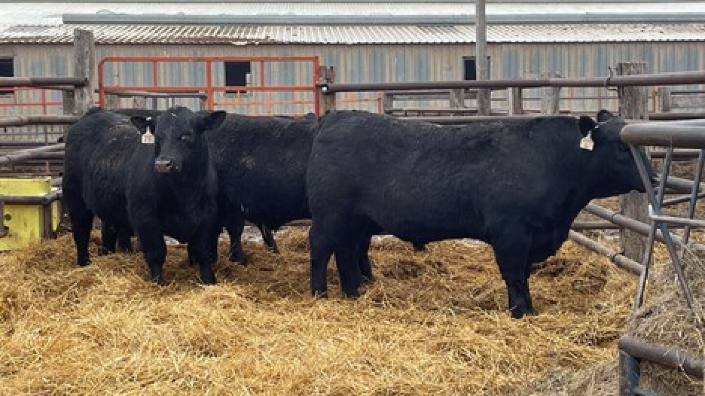Proper Bull Management is Key to Successful Breeding Season - Drovers
