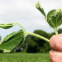 27 producers in eight west Tennessee counties have filed complaints with TDA regarding possible pesticide drift incidents.