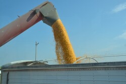 Harvest is when farmers see how decisions pay off in grain.