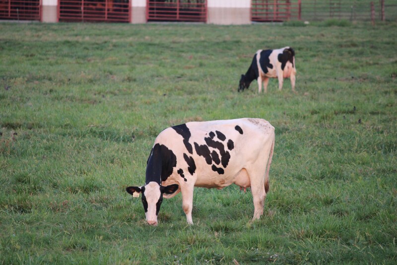 Holsteins grazing.