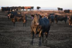 Black steer
