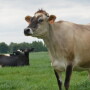 New Zealand says it will stop the export of livestock by sea following a transition period of up to two years, citing animal welfare concerns, which will affect major trading partners including Australia and China.