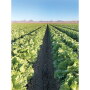 Salinas, Calif.-based Coastline Family Farms started its iceberg lettuce deal in Yuma, Ariz., the first week of November, but other commodities will finish in Salinas between Nov. 21 and 25 and start in the Brawley, Calif., area probably the week after Thanksgiving, says salesman Mark McBride.