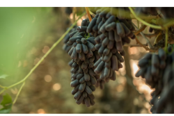 IFG's Sweet Sapphire grapes.