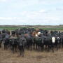 In the short-term, the Tyson fire will be bearish on cattle prices.